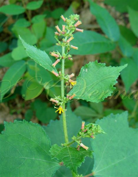  Leaves (Upper) and Inflorescence
